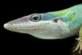 Blue-headed anole Anolis allisoni Royalty Free Stock Photo