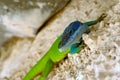 The Blue-Headed Anole (Anolis allisoni Royalty Free Stock Photo