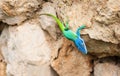 Blue headed anole lizard Royalty Free Stock Photo