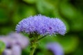 Blue-headed flossflower in flower nursery