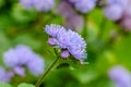 Blue-headed flossflower in flower nursery