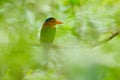 Blue-headed Kingfisher, Actenoides monachus, sitting on branch in the green tropical forest. Rare exotic bird from Sulawesi,