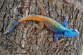 Blue headed Lizard Royalty Free Stock Photo