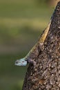 Blue Headed Lizard Royalty Free Stock Photo
