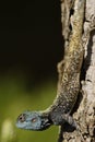 Blue headed lizard Royalty Free Stock Photo