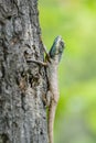 Blue-headed lizard climbing a tree Royalty Free Stock Photo