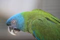 Blue headed macaw