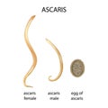 Ascaris illustration. Type of parasitic worm Royalty Free Stock Photo