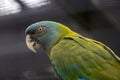 The blue-headed macaw