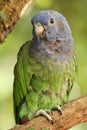 Blue-headed parrot, also known as the blue-headed pionus Pionus menstruous