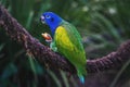 Blue-headed Parrot eating fruit Royalty Free Stock Photo