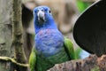 A blue headed parrot looking curiously at the camera