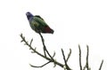 Blue-headed Parrot (Pionus menstruus)