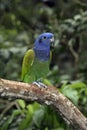 Blue-headed parrot, Pionus menstruus