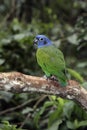 Blue-headed parrot, Pionus menstruus