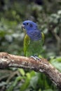 Blue-headed parrot, Pionus menstruus