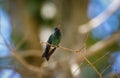 Blue-headed sapphire hummingbird (Hylocharis grayi)