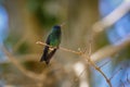 Blue-headed sapphire hummingbird (Hylocharis grayi) perched on a small branch