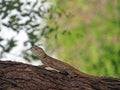 Blue Headed Tree Agama - Agama Atricollis Royalty Free Stock Photo