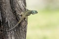 Blue Headed Tree Agama, Tanzania