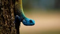 A blue headed tree agama, in a tree