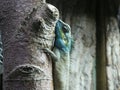 Blue headed tree lizard looking out at the day Royalty Free Stock Photo