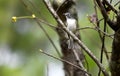 Blue headed Vireo bird perched on a branch at Unicoi State Park