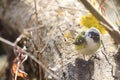 Blue-headed Vireo, Vireo solitarius, on top of log