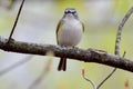 Blue-headed vireo. Vireo solitarius.