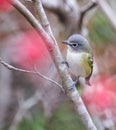 Blue-headed Vireo(Vireo solitarius)