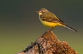 Blue-headed Wagtail Royalty Free Stock Photo