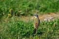 Blue-headed Wagtail Royalty Free Stock Photo