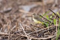 Blue-headed wagtail Royalty Free Stock Photo