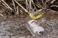 Blue-headed wagtail Royalty Free Stock Photo