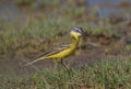 Blue headed Wagtail Royalty Free Stock Photo