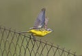 Blue headed Wagtail Royalty Free Stock Photo