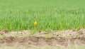 Blue headed wagtail, motacilla flava. A bird sits on a branch near the field Royalty Free Stock Photo