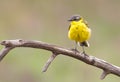 Blue headed wagtail, motacilla flava. A bird sits on a dry old branch Royalty Free Stock Photo