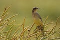 Blue-headed Wagtail Royalty Free Stock Photo