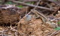 Blue-headed Whiptail Lizard Royalty Free Stock Photo