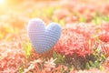 Blue Heart on Green spike flower tree for love and Valentine`s Day Royalty Free Stock Photo