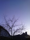 Autumn day. Blue heaven without clouds. Apple tree and three houses.