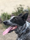 Blue heeler Australian cattle dog Royalty Free Stock Photo