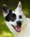 Blue heeler or Australian cattle dog