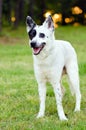 Blue heeler or Australian cattle dog Royalty Free Stock Photo