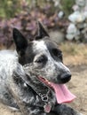 Blue heeler Australian cattle dog Royalty Free Stock Photo