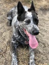 Blue heeler Australian cattle dog Royalty Free Stock Photo