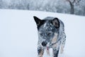 Blue heeler dog in Texas winter snow