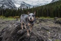 Blue Heeler Dog on a Autumn Hike Royalty Free Stock Photo