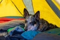 Blue Heeler Dog Camping Companion Royalty Free Stock Photo